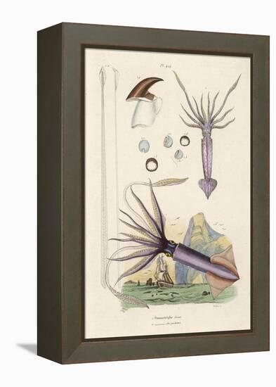 Giant Squid and a Squid of the Fishermen-Du Casse-Framed Stretched Canvas