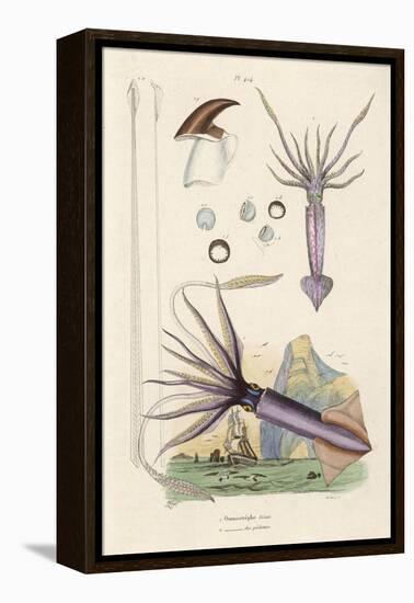 Giant Squid and a Squid of the Fishermen-Du Casse-Framed Stretched Canvas