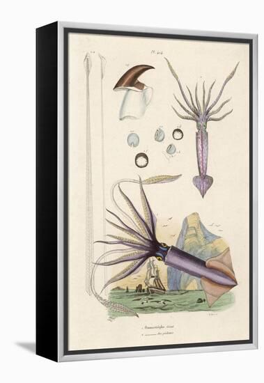 Giant Squid and a Squid of the Fishermen-Du Casse-Framed Stretched Canvas