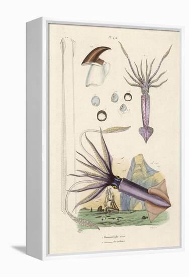 Giant Squid and a Squid of the Fishermen-Du Casse-Framed Stretched Canvas