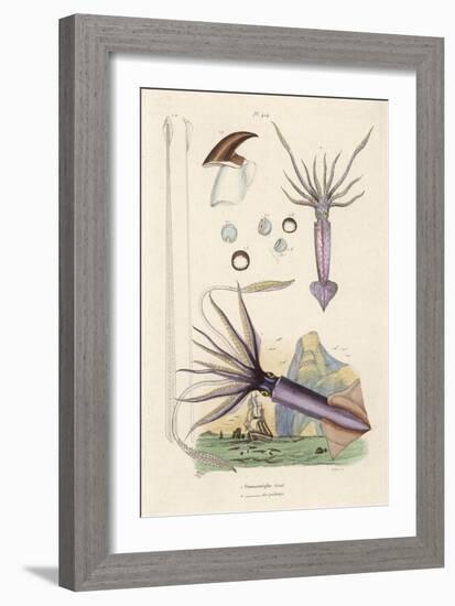 Giant Squid and a Squid of the Fishermen-Du Casse-Framed Art Print