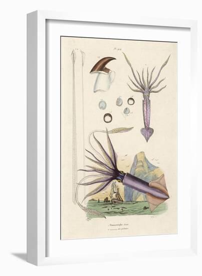 Giant Squid and a Squid of the Fishermen-Du Casse-Framed Art Print