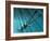 Giant Squid-Christian Darkin-Framed Photographic Print