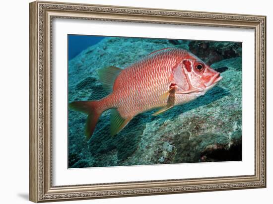 Giant Squirrelfish-Georgette Douwma-Framed Photographic Print