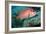 Giant Squirrelfish-Georgette Douwma-Framed Photographic Print