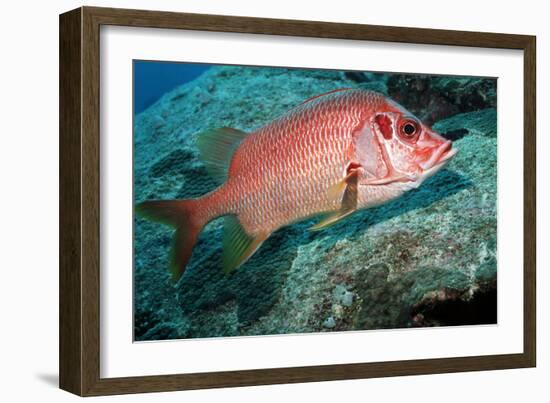 Giant Squirrelfish-Georgette Douwma-Framed Photographic Print