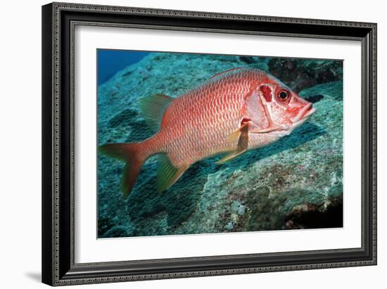 Giant Squirrelfish-Georgette Douwma-Framed Photographic Print