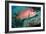 Giant Squirrelfish-Georgette Douwma-Framed Photographic Print