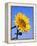 Giant Sunflower-Richard Klune-Framed Premier Image Canvas