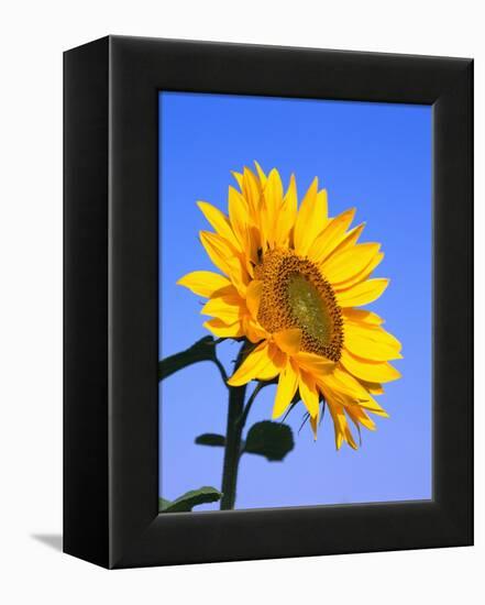 Giant Sunflower-Richard Klune-Framed Premier Image Canvas