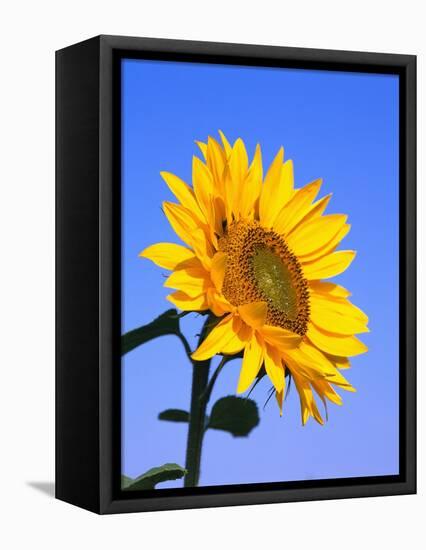 Giant Sunflower-Richard Klune-Framed Premier Image Canvas