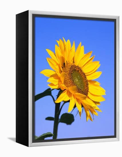 Giant Sunflower-Richard Klune-Framed Premier Image Canvas