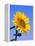 Giant Sunflower-Richard Klune-Framed Premier Image Canvas