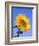 Giant Sunflower-Richard Klune-Framed Premium Photographic Print