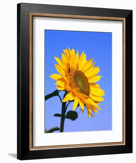 Giant Sunflower-Richard Klune-Framed Premium Photographic Print