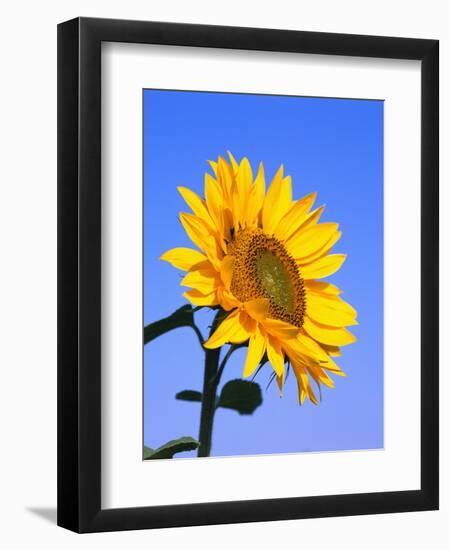 Giant Sunflower-Richard Klune-Framed Premium Photographic Print