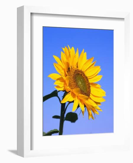 Giant Sunflower-Richard Klune-Framed Premium Photographic Print