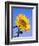 Giant Sunflower-Richard Klune-Framed Premium Photographic Print