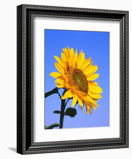 Giant Sunflower-Richard Klune-Framed Premium Photographic Print