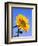 Giant Sunflower-Richard Klune-Framed Premium Photographic Print