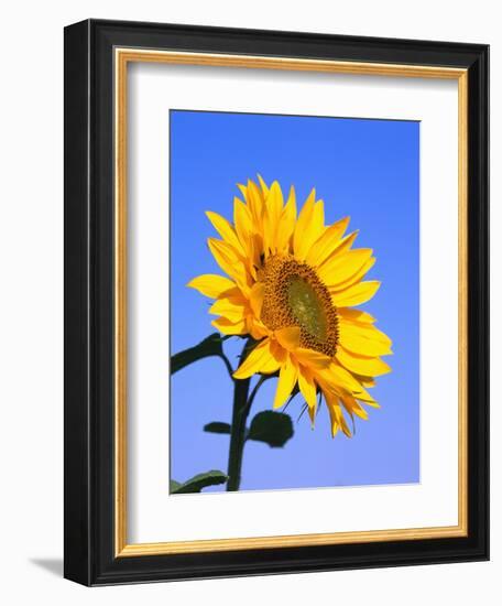 Giant Sunflower-Richard Klune-Framed Premium Photographic Print