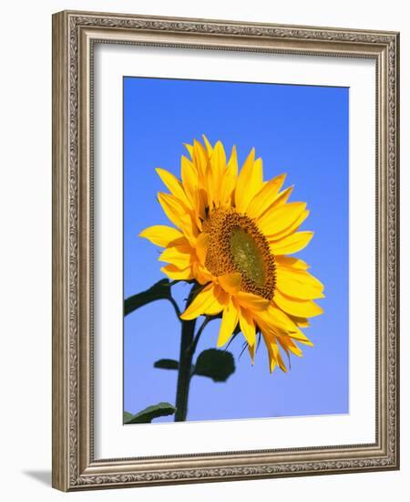 Giant Sunflower-Richard Klune-Framed Photographic Print