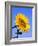 Giant Sunflower-Richard Klune-Framed Photographic Print