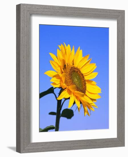 Giant Sunflower-Richard Klune-Framed Photographic Print