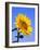 Giant Sunflower-Richard Klune-Framed Photographic Print