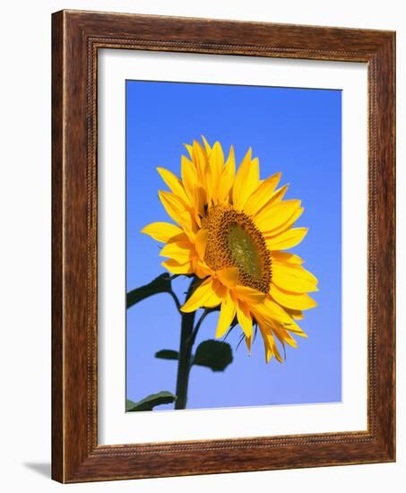 Giant Sunflower-Richard Klune-Framed Photographic Print