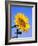 Giant Sunflower-Richard Klune-Framed Photographic Print