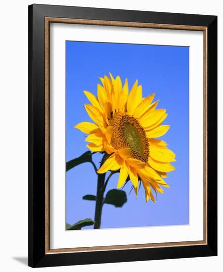 Giant Sunflower-Richard Klune-Framed Photographic Print