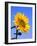 Giant Sunflower-Richard Klune-Framed Photographic Print