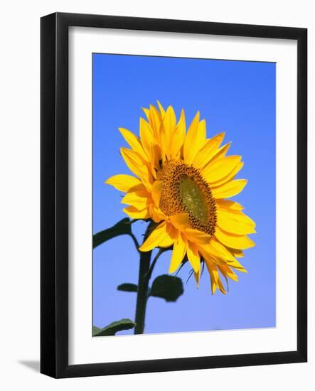 Giant Sunflower-Richard Klune-Framed Photographic Print