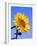 Giant Sunflower-Richard Klune-Framed Photographic Print