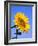 Giant Sunflower-Richard Klune-Framed Photographic Print