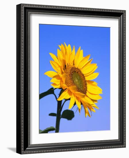 Giant Sunflower-Richard Klune-Framed Photographic Print