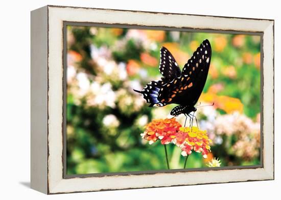 Giant Swallowtail-Alan Hausenflock-Framed Premier Image Canvas