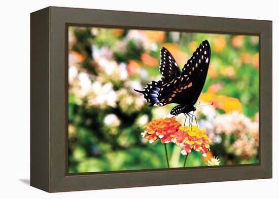 Giant Swallowtail-Alan Hausenflock-Framed Premier Image Canvas