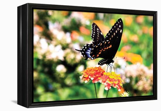 Giant Swallowtail-Alan Hausenflock-Framed Premier Image Canvas