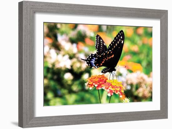 Giant Swallowtail-Alan Hausenflock-Framed Photographic Print