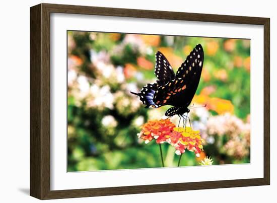 Giant Swallowtail-Alan Hausenflock-Framed Photographic Print