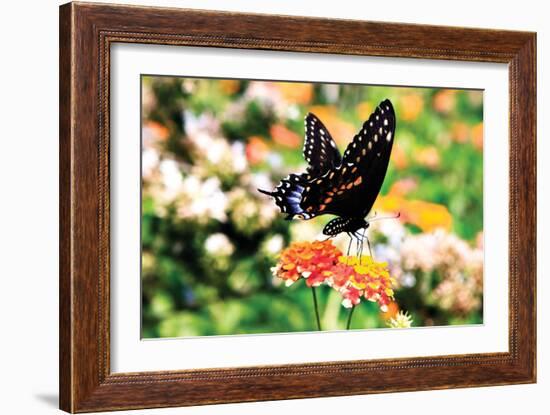 Giant Swallowtail-Alan Hausenflock-Framed Photographic Print