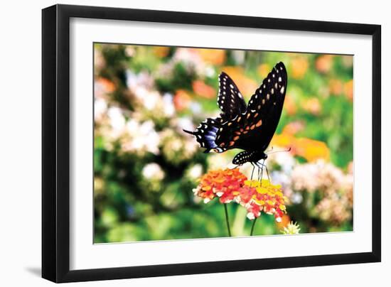 Giant Swallowtail-Alan Hausenflock-Framed Photographic Print