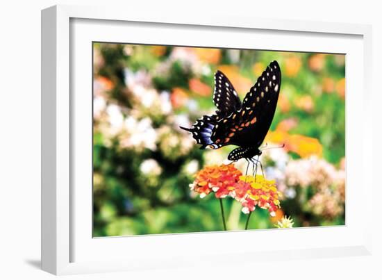 Giant Swallowtail-Alan Hausenflock-Framed Photographic Print