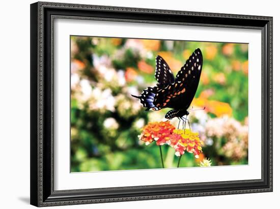 Giant Swallowtail-Alan Hausenflock-Framed Photographic Print