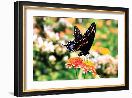 Giant Swallowtail-Alan Hausenflock-Framed Photographic Print