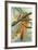Giant Swift Moth-null-Framed Giclee Print