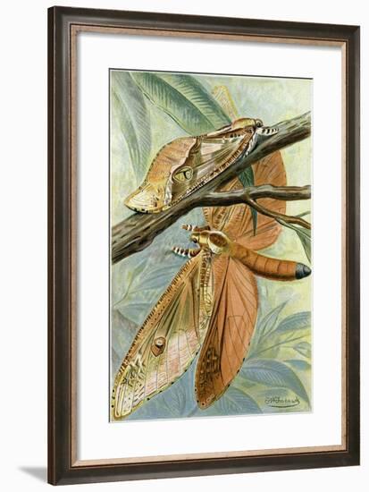 Giant Swift Moth-null-Framed Giclee Print