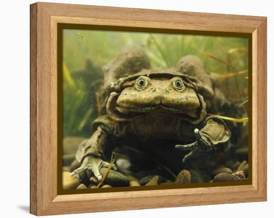 Giant Titicaca Lake Frog, Lake Titicaca, Bolivia / Peru-Peter Oxford-Framed Premier Image Canvas